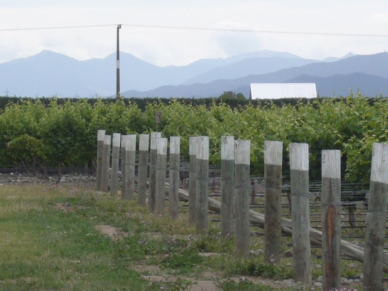 Travel - New Zealand - Renwick Wineries